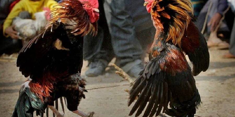 Đá gà nòi – Cuộc chiến huyền thoại chấn động mọi đấu trường tại SV368