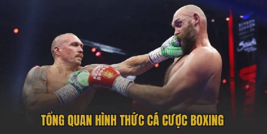 Cá Cược Boxing: Cẩm Nang Soi Kèo Chuyên Sâu Từ A-Z