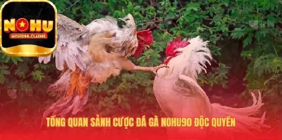 Đá gà Nohu90 – Trải nghiệm chân thực như trường gà thực tế